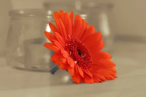 红色金盏花图片_1