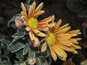 结霜的菊花图片