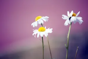 小菊花图片