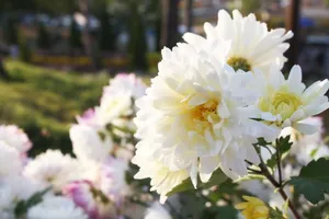 淡雅白色菊花图片第1张