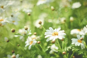 夏菊图片第1张