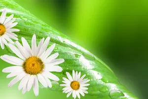 高清菊花图片