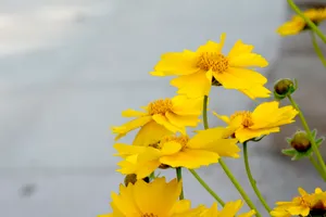 黄色金鸡菊图片第1张