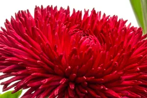 野菊花图片_1