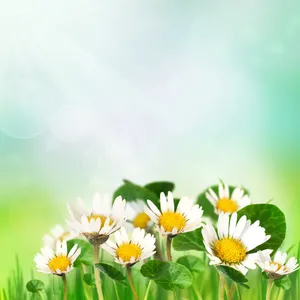 唯美菊花图片第1张
