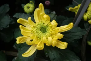 重阳节菊花图片_1