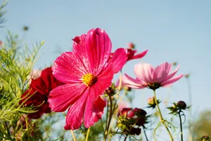 波斯菊图片