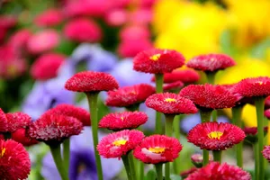 红色菊花图片