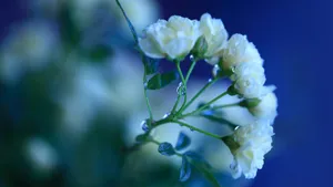 花朵微距图片壁纸_5