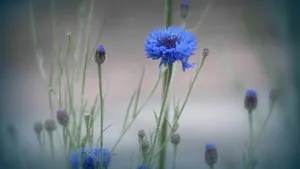 花朵微距图片壁纸_6