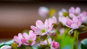花朵微距图片壁纸_10