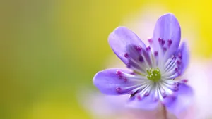 花朵微距图片壁纸_11