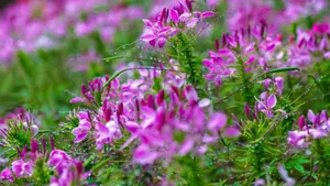 柔美醉蝶花图片_6