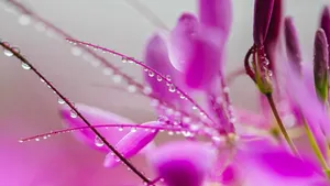 柔美醉蝶花图片_7