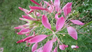 柔美醉蝶花图片_10