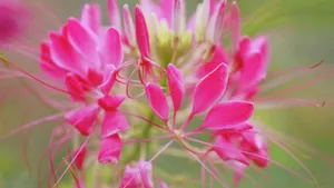 柔美醉蝶花图片_16