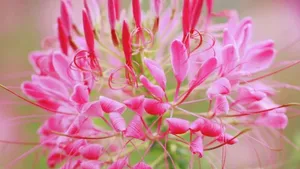 柔美醉蝶花图片_19