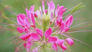 柔美醉蝶花图片_20