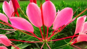 柔美醉蝶花图片_22