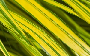 高清微距植物绿叶图片_8