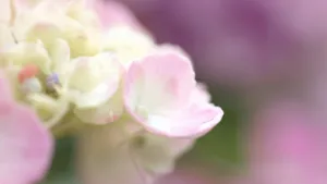 高清唯美花海图片_2