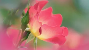 高清唯美花海图片_3