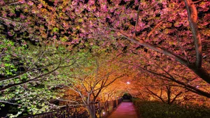高清唯美花海图片_4