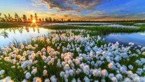 高清唯美花海图片_7