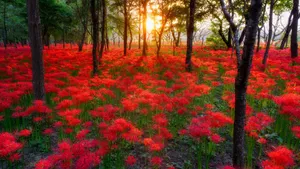 高清唯美花海图片_8