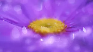高清唯美花海图片_9