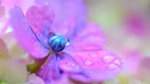 高清唯美花海图片_13