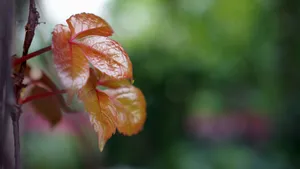 春天嫩芽绿叶图片_2