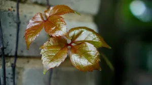 春天嫩芽绿叶图片_3