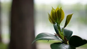 春天嫩芽绿叶图片_4