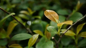 春天嫩芽绿叶图片_6