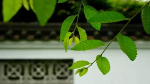 春天嫩芽绿叶图片_8