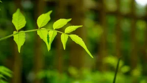 春天嫩芽绿叶图片_11