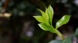 春天嫩芽绿叶图片_12