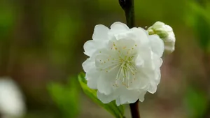 洁白的白碧桃花图片
