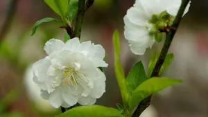 洁白的白碧桃花图片_2