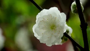 洁白的白碧桃花图片_3
