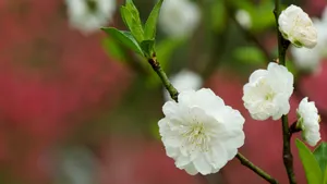 洁白的白碧桃花图片_5