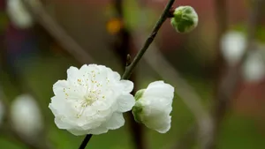 洁白的白碧桃花图片_6