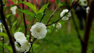 洁白的白碧桃花图片_7