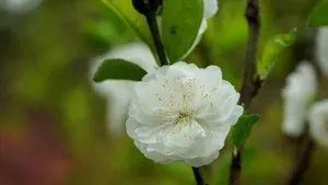 洁白的白碧桃花图片_8