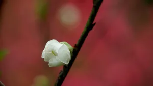 洁白的白碧桃花图片_9