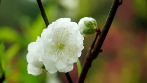 洁白的白碧桃花图片_10