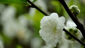洁白的白碧桃花图片_11