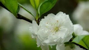 洁白的白碧桃花图片_12