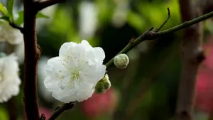 洁白的白碧桃花图片_13